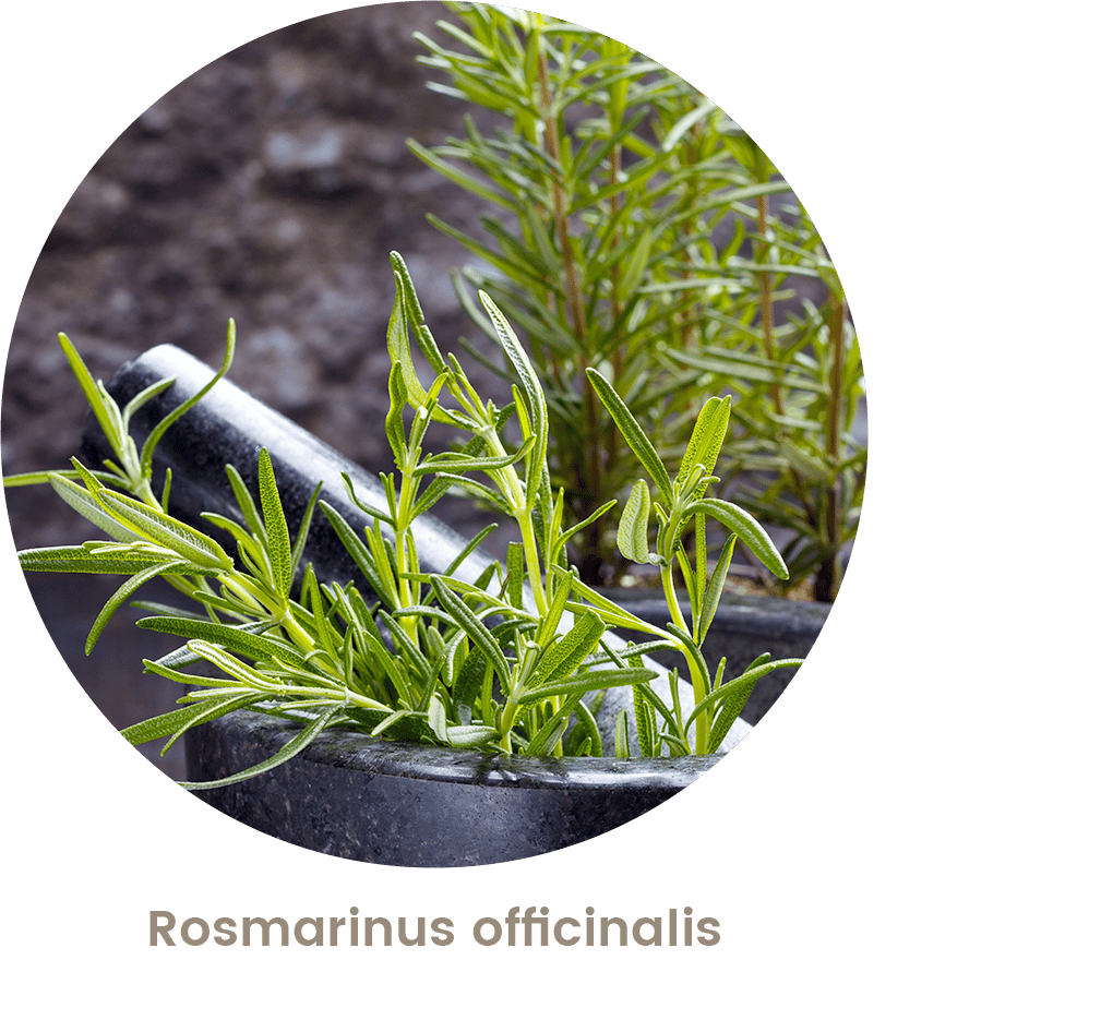 bien dormir naturellement : rosmarinus officinalis